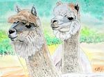 alpacas25