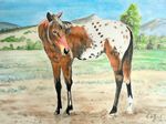 appaloosa25