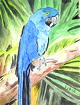 blueparrot