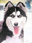 siberihusky26