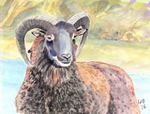 soayschaap