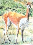 vicuna26-9