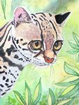 margay26-3