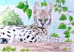 serval26-2