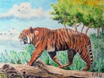 tijger24-5