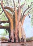 baobab25