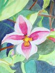 clematis26