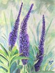 veronica26-8