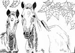 stelpaarden26-10