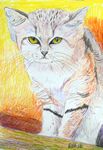 woestijnkat26-5