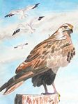 arendbuizerd26