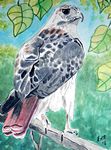 redtailedhawk26-6