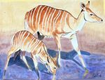 nyala26-4v